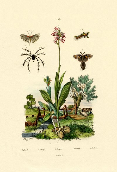 Orchid by French School